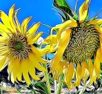 sunflowers new cartoon
